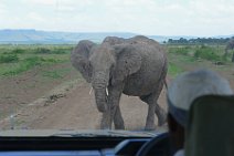 ELEPHANT CROSSING THE ROAD - MASAI MARA - KENYA 2