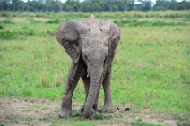 ELEPHANTS OF THE - MASAI MARA - KENYA 58