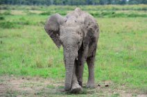 ELEPHANTS OF THE - MASAI MARA - KENYA 59