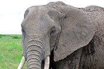 ELEPHANTS OF THE - MASAI MARA - KENYA 62