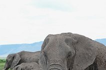 ELEPHANTS OF THE - MASAI MARA - KENYA 63