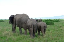 ELEPHANTS OF THE - MASAI MARA - KENYA 64