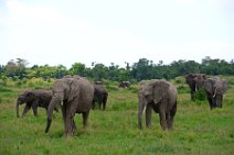 HERD OF ELEPHANTS - MASAI MARA - KENYA 41