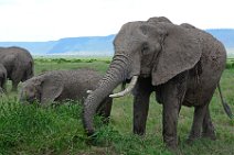 HERD OF ELEPHANTS - MASAI MARA - KENYA 42