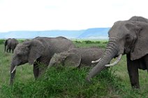 HERD OF ELEPHANTS - MASAI MARA - KENYA 43