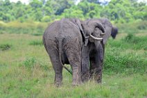 TWO ELEPHANTS PLAYING - MASAI MARA - KENYA 1