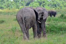 TWO ELEPHANTS PLAYING - MASAI MARA - KENYA 2