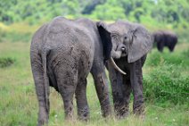 TWO ELEPHANTS PLAYING - MASAI MARA - KENYA 3