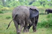 TWO ELEPHANTS PLAYING - MASAI MARA - KENYA 4