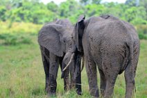 TWO ELEPHANTS PLAYING - MASAI MARA - KENYA 5
