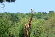 GIRAFFE - MASAI MARA - KENYA 10