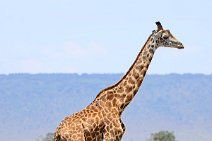 GIRAFFE - MASAI MARA - KENYA 3