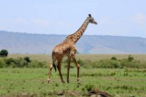 GIRAFFE - MASAI MARA - KENYA 4