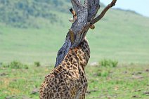 GIRAFFE - MASAI MARA - KENYA 5