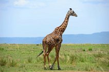 GIRAFFE - MASAI MARA - KENYA 56