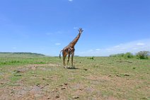 GIRAFFE - MASAI MARA - KENYA 57