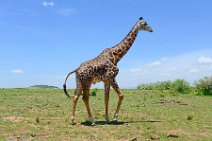 GIRAFFE - MASAI MARA - KENYA 58