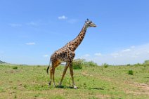 GIRAFFE - MASAI MARA - KENYA 59