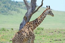 GIRAFFE - MASAI MARA - KENYA 6