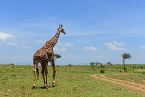 GIRAFFE - MASAI MARA - KENYA 60