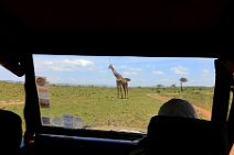 GIRAFFE - MASAI MARA - KENYA 61