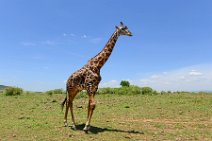GIRAFFE - MASAI MARA - KENYA 62