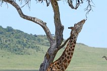 GIRAFFE - MASAI MARA - KENYA 7