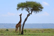 GIRAFFE EATING FROM A TREE - MASAI MARA - KENYA 1