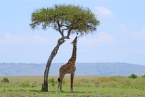 GIRAFFE EATING FROM A TREE - MASAI MARA - KENYA 2