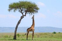 GIRAFFE EATING FROM A TREE - MASAI MARA - KENYA 3