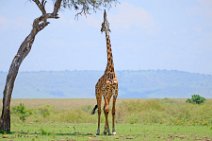 GIRAFFE EATING FROM A TREE - MASAI MARA - KENYA 4
