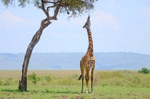 GIRAFFE EATING FROM A TREE - MASAI MARA - KENYA 5