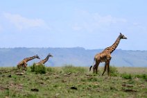 GIRAFFES - MASAI MARA - KENYA 11