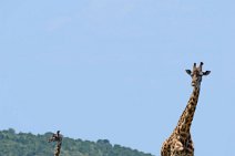 GIRAFFES - MASAI MARA - KENYA 12