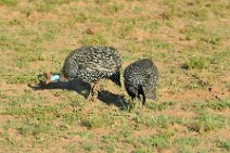 GUINEAFOWL - MASAI MARA - KENYA 1