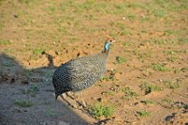 GUINEAFOWL - MASAI MARA - KENYA 2