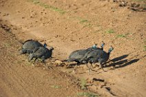 GUINEAFOWL - MASAI MARA - KENYA 3