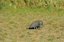 GUINEAFOWL - MASAI MARA - KENYA 4