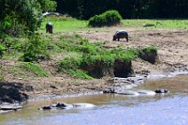 HIPPOS IN THE MARA RIVER - MASAI MARA - KENYA 26