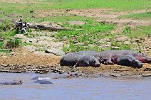 HIPPOS WITH BABY AT THE BANKS OF MARA RIVER - MASAI MARA - KENYA 10