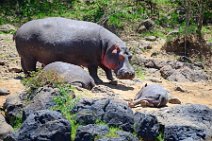 HIPPOS WITH BABY AT THE BANKS OF MARA RIVER - MASAI MARA - KENYA 11