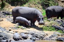 HIPPOS WITH BABY AT THE BANKS OF MARA RIVER - MASAI MARA - KENYA 12