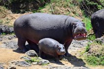 HIPPOS WITH BABY AT THE BANKS OF MARA RIVER - MASAI MARA - KENYA 13