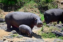 HIPPOS WITH BABY AT THE BANKS OF MARA RIVER - MASAI MARA - KENYA 14