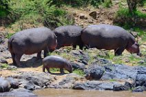 HIPPOS WITH BABY AT THE BANKS OF MARA RIVER - MASAI MARA - KENYA 15
