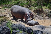 HIPPOS WITH BABY AT THE BANKS OF MARA RIVER - MASAI MARA - KENYA 16