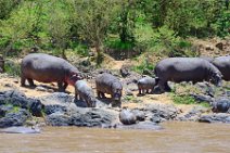 HIPPOS WITH BABY AT THE BANKS OF MARA RIVER - MASAI MARA - KENYA 17