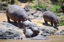 HIPPOS WITH BABY AT THE BANKS OF MARA RIVER - MASAI MARA - KENYA 18