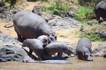 HIPPOS WITH BABY AT THE BANKS OF MARA RIVER - MASAI MARA - KENYA 19