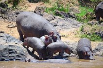 HIPPOS WITH BABY AT THE BANKS OF MARA RIVER - MASAI MARA - KENYA 20